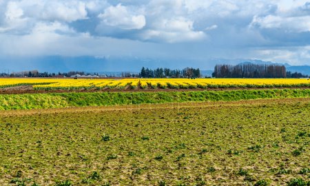 Photo for A view of rows of brilliant Daffodils near La Conner, Washington. - Royalty Free Image