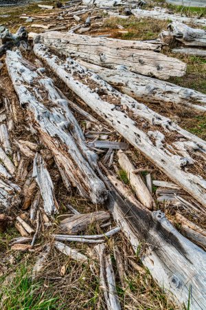 Plan fatigué de bois flotté au Windjammer Park à Oak Harbor, Washington.