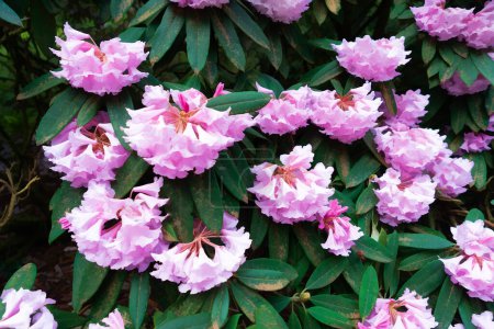 a photo illustraton of pink Rhododendron flowers.