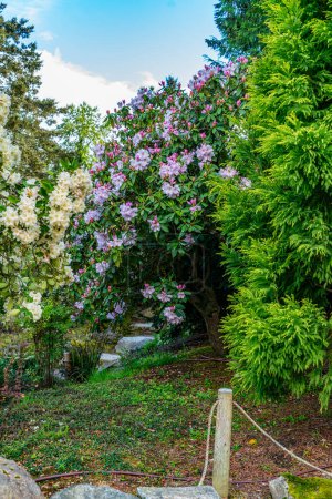 Large Rhododendron flower bushes at a garden in Seatac, Washington.
