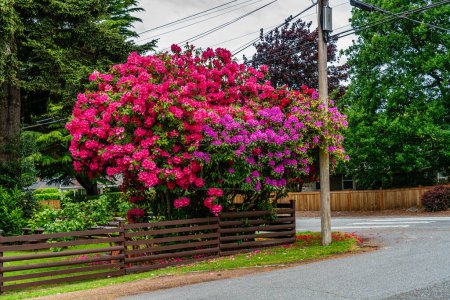 Giant Rhododendron flower bushes on a street in Burien, Washington.