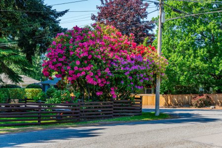 Giant Rhododendron flower bushes on a street in Burien, Washington.