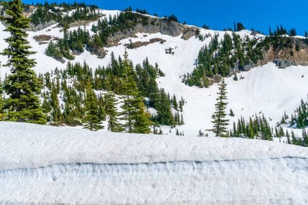 Snow and trees cover a hill neary the top of Chinook Pass in Washington State.