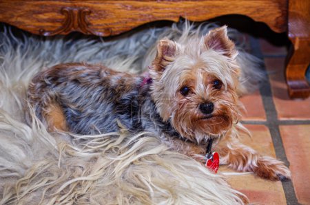 Téléchargez les photos : Chien Terrier Marron posé sur un tapis à fourrure. - en image libre de droit