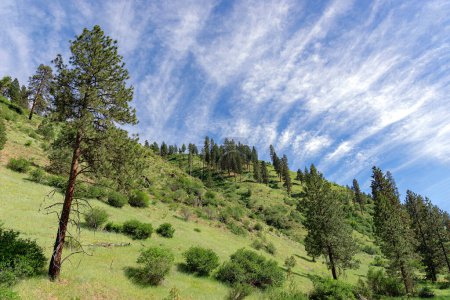 Téléchargez les photos : Forêt nationale de Boise près de Garden by Payette River avec ciel bleu et nuages. - en image libre de droit
