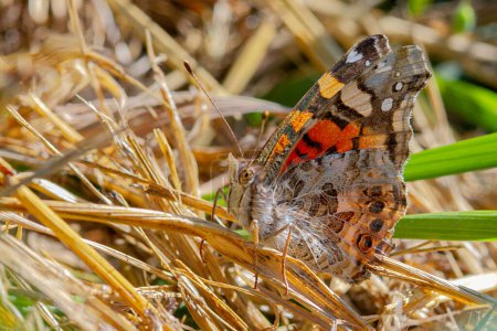 Téléchargez les photos : Lady Butterfly peinte assise sur de l'herbe avec ses ailes fermées à French Prairie Rest Area Northbound dans le comté de Clackamas, Oregon. - en image libre de droit