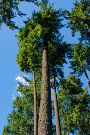 Foto de Árboles altos de pino ponderosa que crecen en la zona de descanso de la pradera francesa hacia el norte en el condado de Clackamas, Oregón, con un cielo azul y nubes. - Imagen libre de derechos