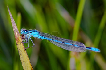 Téléchargez les photos : Petite demoiselle bleue mangeant un petit insecte - en image libre de droit