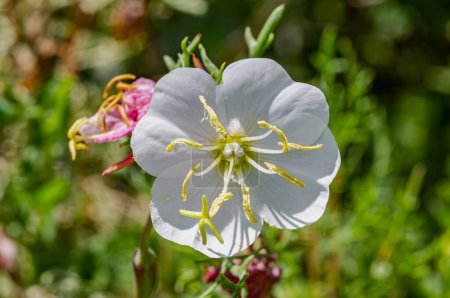 Téléchargez les photos : Fleurs sauvages blanches en Phoenix, Arizona - en image libre de droit