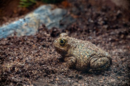Photo for Couch's Spadefoot Toad in Mud - Royalty Free Image