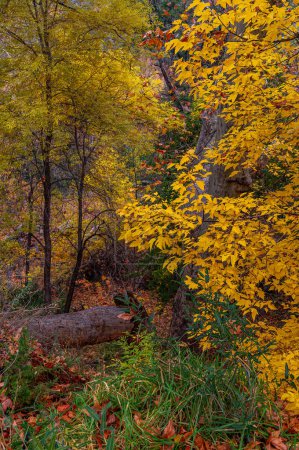 Téléchargez les photos : Feuilles d'or du canyon d'Oak Creek - en image libre de droit