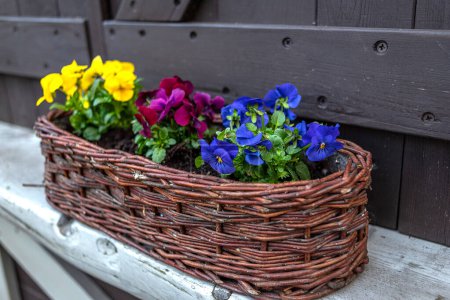 Belles fleurs de pansies de coeur lumineux en violet vif, violet et jaune dans un long pot de fleurs, printemps belles fleurs balcon gros plan