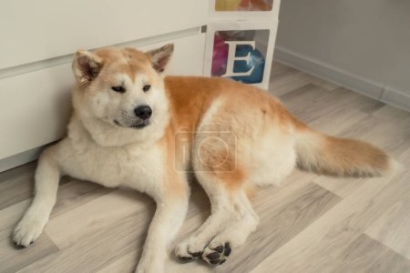 Nahaufnahme Portrait der schönen Akita inu Hund auf dem Boden des Hauses liegend. Glücklicher japanischer shiba inu Hund, Kopierraum. Haustiere, Tiere Konzept. Die Hunde schnallen Maulkorb