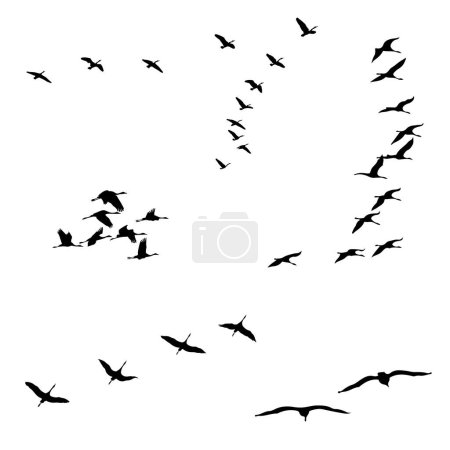 Ilustración de Juegos de siluetas de aves, ilustración vectorial en blanco y negro, aves en vuelo - Imagen libre de derechos