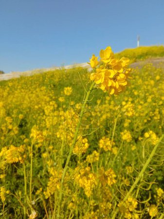 yellow rape mustard flower japanese