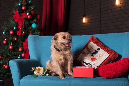 Téléchargez les photos : Un petit chien assis sur un canapé bleu avec des oreillers rouges et un cadeau de Noël, sur le fond d'un arbre de Noël avec des boules rouges et bleues et des arcs rouges, un rideau rouge et un mur de briques brunes - en image libre de droit