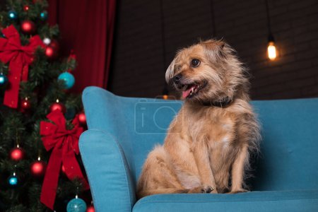 Téléchargez les photos : Un petit chien rouge assis sur un canapé bleu sur le fond d'un arbre de Noël avec des boules rouges et bleues et des arcs rouges, un rideau rouge et un mur brun brique - en image libre de droit