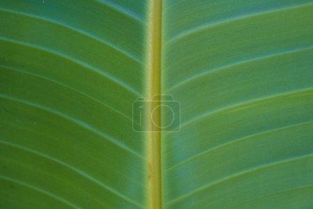 closeup nature view of green leaf background. Flat lay, tropical leaf for ad decoration
