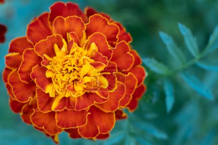 Marigold Red Brocade flower. Mass of red and yellow flowers. close up view