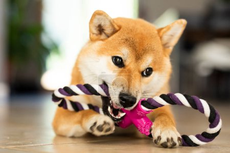 Téléchargez les photos : Playful young puppy shiba inu playing with canine toy on the ground at home in happy indoor leisure activity. Concept of dog owner and healthy pets care - en image libre de droit