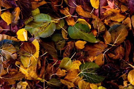 Foto de Above view of autumn foliage leaves. Yellow and orange nature life concept. Welcome october autumnal season. Background of leaves. - Imagen libre de derechos