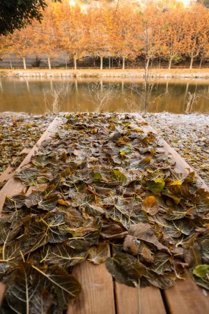 Photo for Autumn river view from bench full of leaves foliage. Frost ice morning in outdoor. Nature and winter brown color. Concept of scenic place. Trees in background. Serene landscape. Vertical - Royalty Free Image