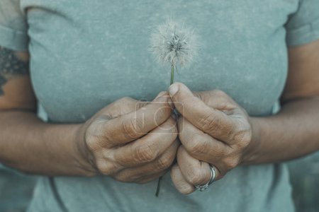 Photo for Close up of woman hands holding and protect a big soft dandelion flower. Grey green mood color image. Concept of hope and sweetness. Love nature people lifestyle. Day dreaming person natural life - Royalty Free Image