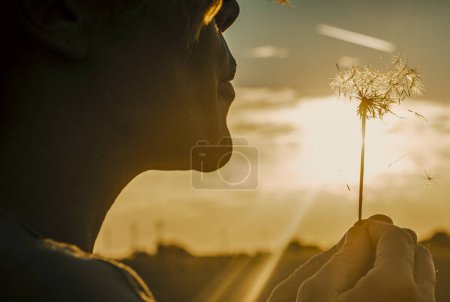 Photo for Close up of people blowing big dandelion flower with sunset light and field in background. Outdoor leisure activity and nature love concept lifestyle. Freedom and daydreaming. Daydreamer person - Royalty Free Image