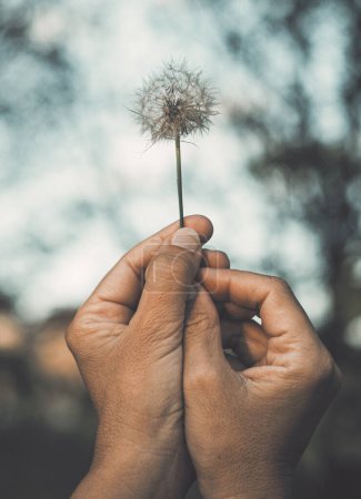 Photo for Woman hands raising up a dandelion flower against the sky. Nature and people lifestyle. Daydreaming and hope. Feeling and happiness. Soft and love. Romantic image with nature. Freedom environment - Royalty Free Image