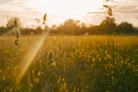 Photo for Autumn field in silhouette during golden sunset. Nature and sunlight. Evening dusk time. Outdoors natural meadow with plant in foreground. Concept of agriculture and outdoors - Royalty Free Image
