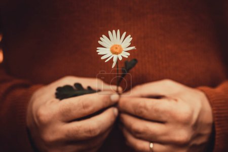 Photo for Close up of man  hands holding with care a beautiful daisy flower with orange warm woolen sweater as background - concept of people and nature love - focus on flower - Royalty Free Image