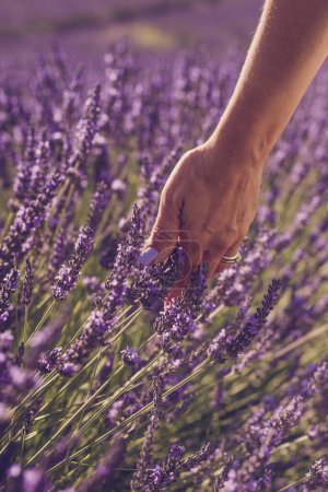 Foto de Close up of woman hand with colorful nail touching and feeling lavender flowers in the field - concept of freedom nature and beauty people lifestyle - spring and summer season outdoors - Imagen libre de derechos