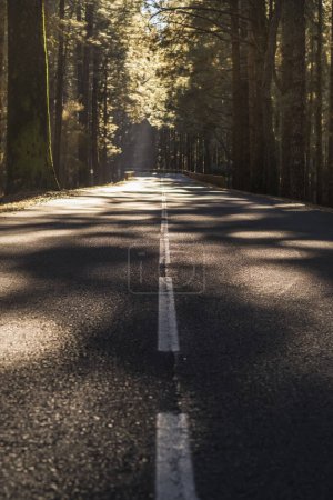 Photo for Street through the woods - An empty calm road passing through forest full of beautiful trees - no traffic and travel transport concept in scenery nature outdoor - Royalty Free Image