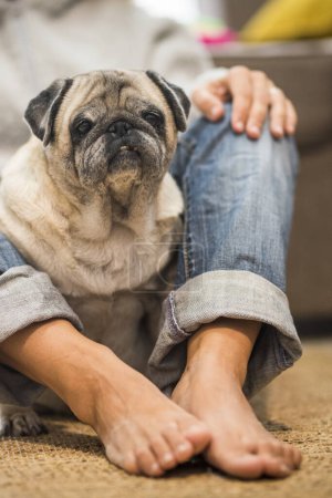 Photo for Nice and fun woman owner and old pug dog at home enjoying the relationship and best friends forever concept - sitting on the floor in relax time - pet therapy adorable animal life - Royalty Free Image