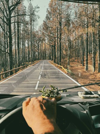 One man pov or his hands driving a vehicle on long scenic trees asphalt road. Traveling and driving camper van truck. Freedom and going to destination concept lifestyle people. Journey vanlife trip