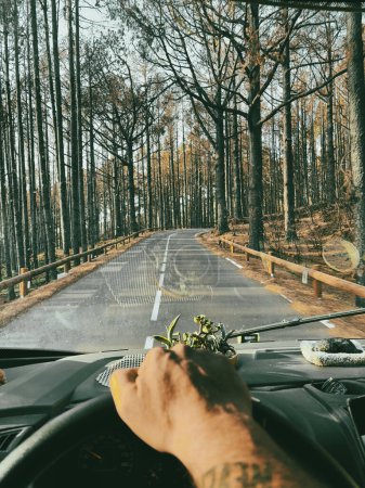 Un hombre pov o sus manos conduciendo un vehículo en largos árboles pintorescos camino de asfalto. Camión autocaravana viajando y conduciendo. Libertad e ir a destino concepto de estilo de vida de la gente. Viaje viaje vanlife