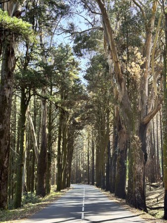 Téléchargez les photos : Route droite asphaltée pittoresque au milieu du parc naturel avec de hauts arbres sur le côté. Concept de voyage et de conduite. Véhicule de transport écologique. Routes de voyage extérieures. - en image libre de droit