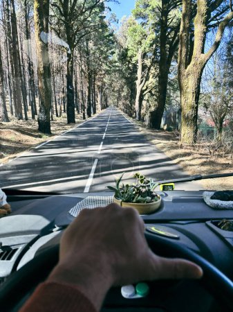 man pov or his hand driving a vehicle on  long scenic trees asphalt road. Traveling and driving camper van truck. Freedom and going to destination concept lifestyle people. Journey vanlife trip