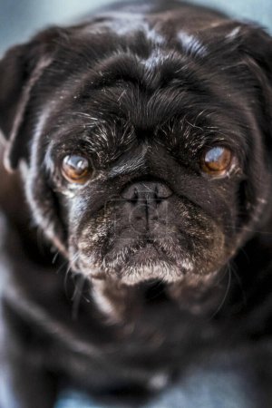 Foto de Lindo pug negro sentado en la manta azul cálido en casa. Perro doméstico mira a la habitación y disfruta de la calidez en el interior de la casa en el sofá y manta suave. concepto de temporada de calefacción - Imagen libre de derechos