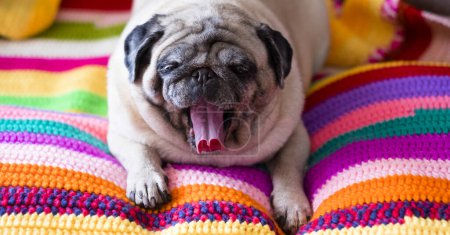 Foto de Lindo pug adormilado envuelto en una manta colorida y cálida en casa. Perro doméstico de color champán disfrutando de la calidez en el interior del sofá y suave manta bostezando. Temporada de calefacción concep - Imagen libre de derechos