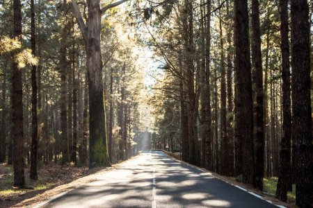 Photo for Street through the woods - An empty calm road passing through forest full of beautiful trees - no traffic and travel transport concept in scenery nature outdoor - Royalty Free Image