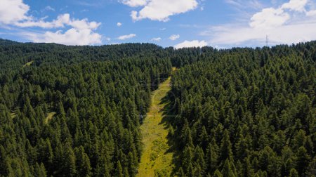 Photo for Aerial drone view of green meadow and pine woods forest trees in mountain outdoors nature landscape scenic place - Royalty Free Image
