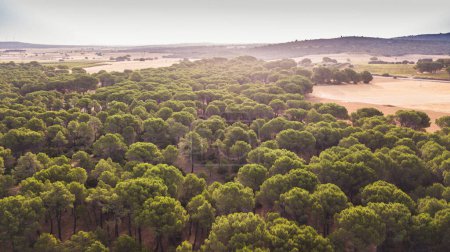 Téléchargez les photos : Vue aérienne par drone de prairies verdoyantes et de pinèdes dans les forêts de montagne en plein air nature paysage endroit pittoresque - en image libre de droit
