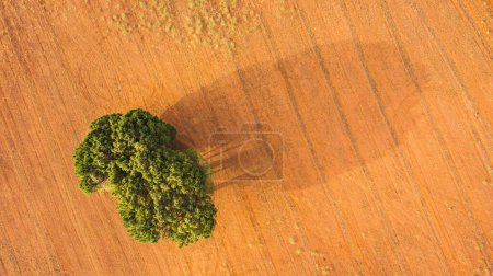 Photo for Aerial drone top vertical view of single green tree in orange ground meadow with long shadow from sunset time - Royalty Free Image