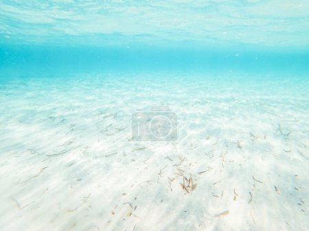 Foto de Vista submarina con agua transparente del mar y arena blanca. Caribe concepto de buceo vacaciones de verano - Imagen libre de derechos
