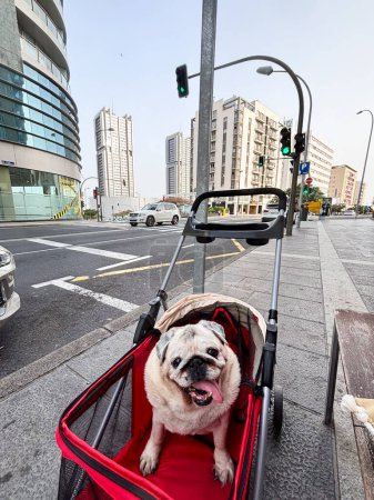 Téléchargez les photos : Chiot chiot amusez-vous seul dans l'activité de promenade de chien à l'intérieur d'un petit système de transport de chariot rouge dans un endroit pittoresque urbain avec des bâtiments de la ville en arrière-plan. Amour animal et canin propriétaire style de vie - en image libre de droit