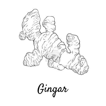 Photo for Ginger Doodle design cooking ingredient for food. - Royalty Free Image
