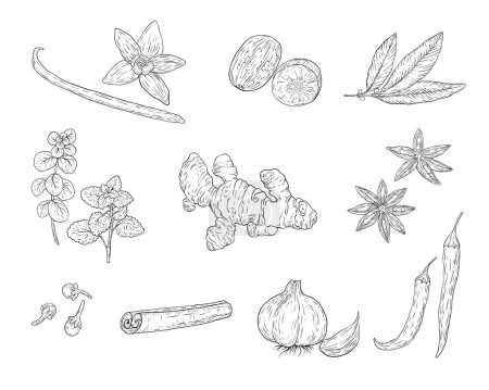 Sketch natural and organic plants set with spices and herbs in monochrome style isolated