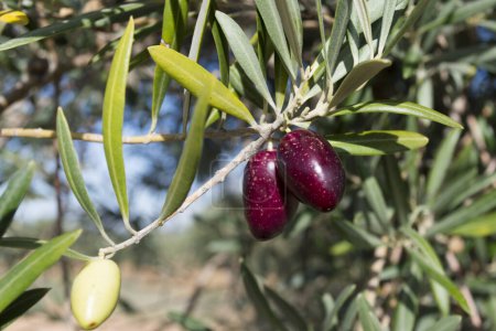 Téléchargez les photos : Olives picual source d'huile d'olive extra vierge - en image libre de droit