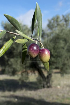 Téléchargez les photos : Aceitunas picual maduras fuente de aceite de oliva virgen extra - en image libre de droit